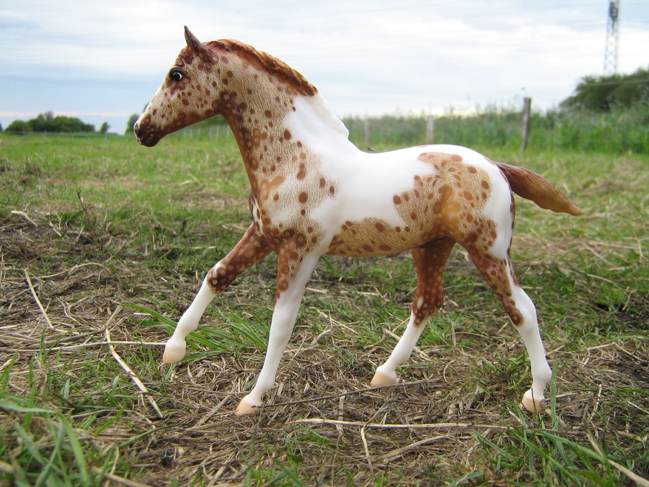 Action Stock Horse Foal
                    (2)