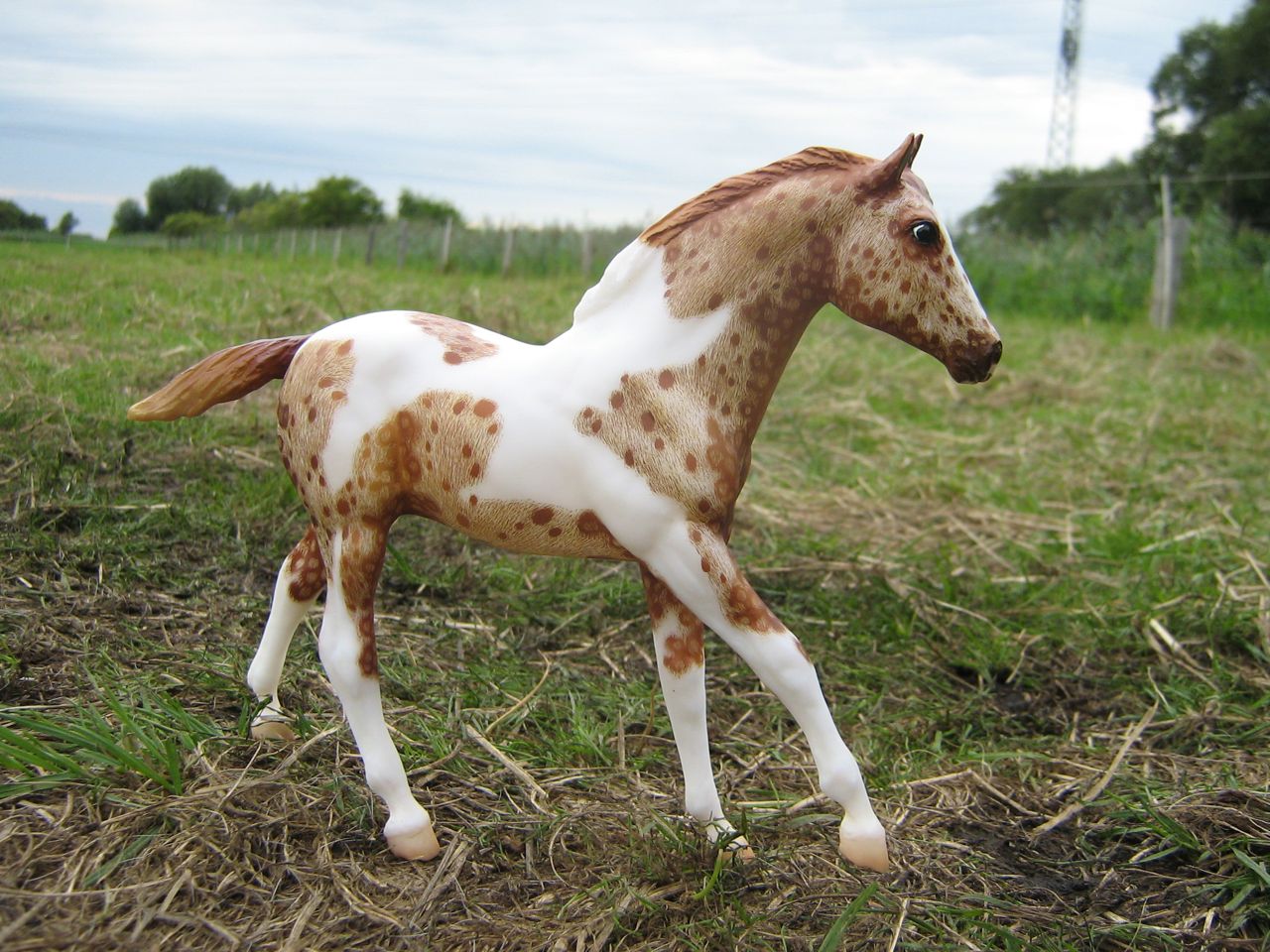 Action Stock Horse Foal
                    (3)