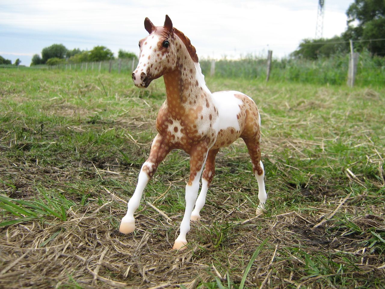 Action Stock Horse Foal
                    (4)