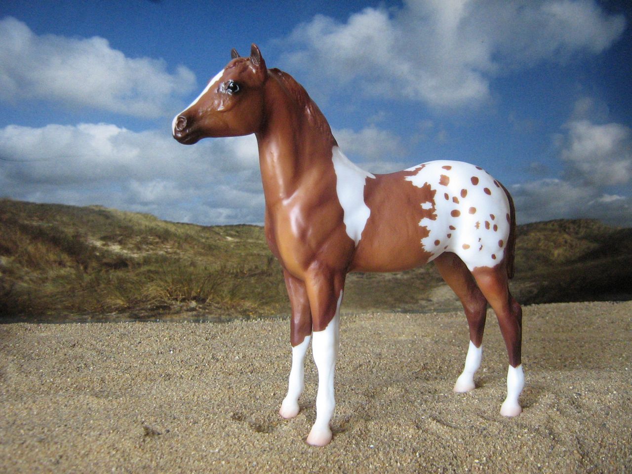 Stock Horse Foal (1)