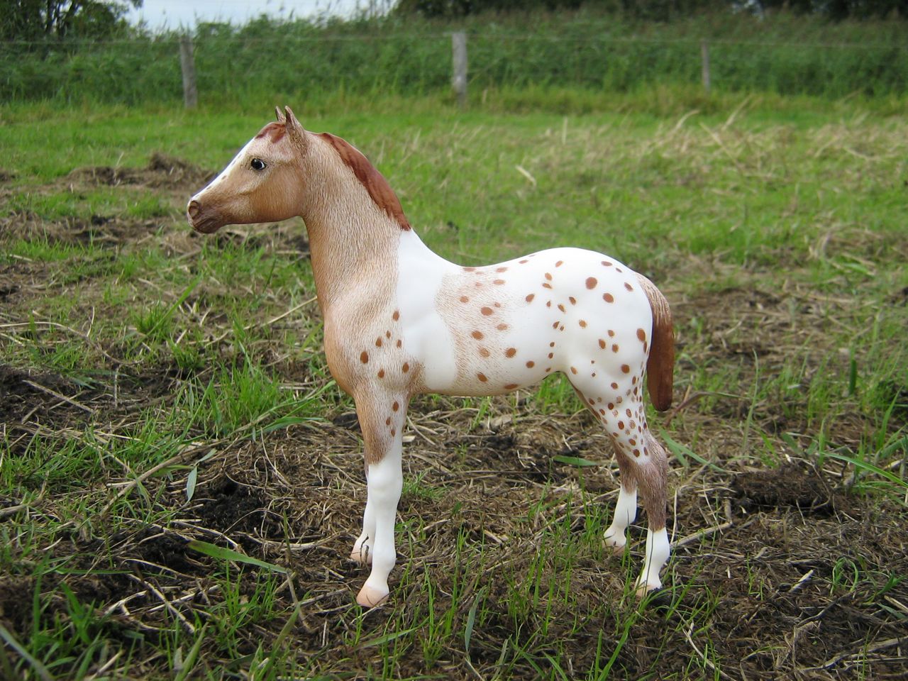 Stock Horse Foal (2)