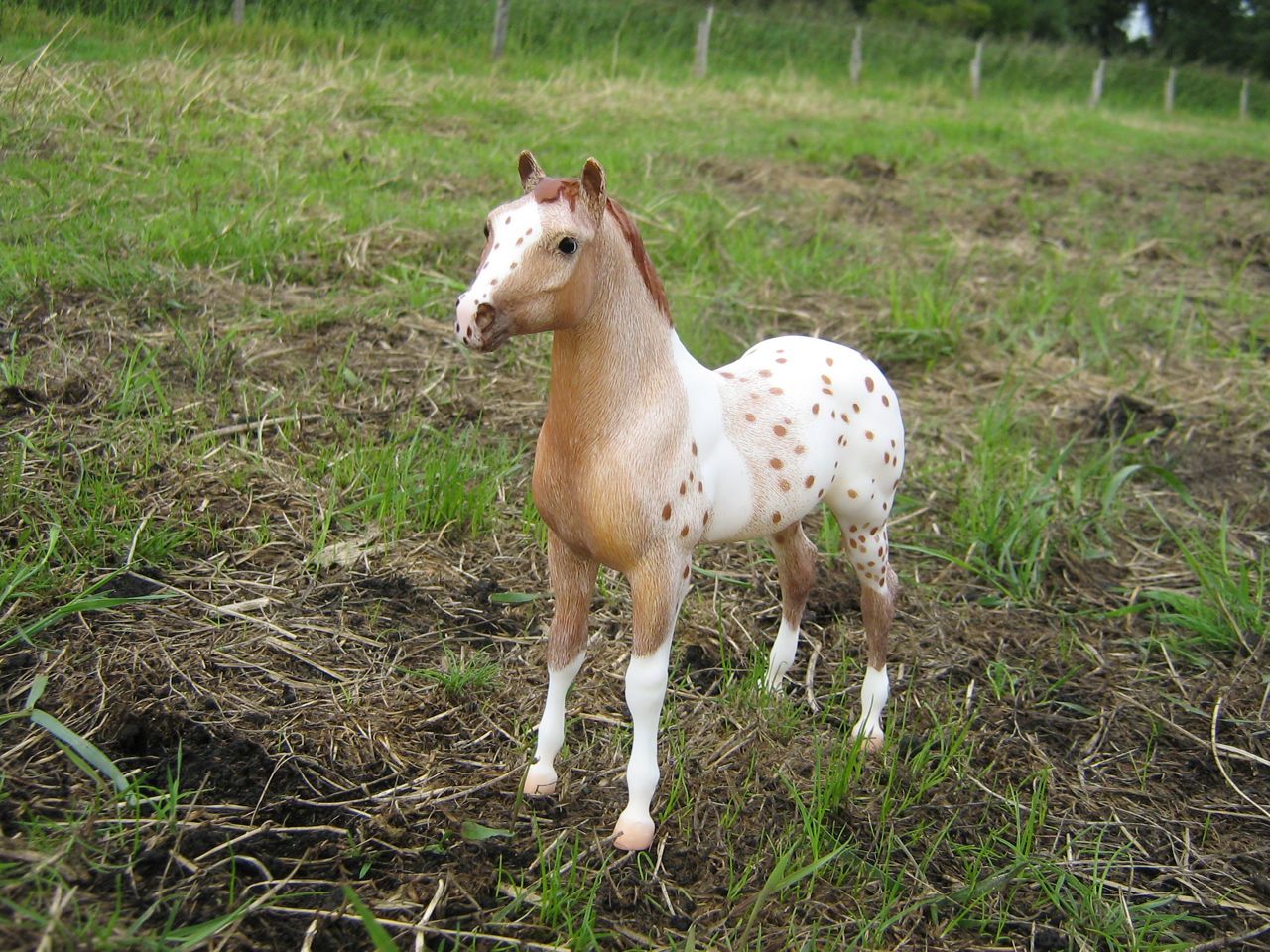 Stock Horse Foal (4)