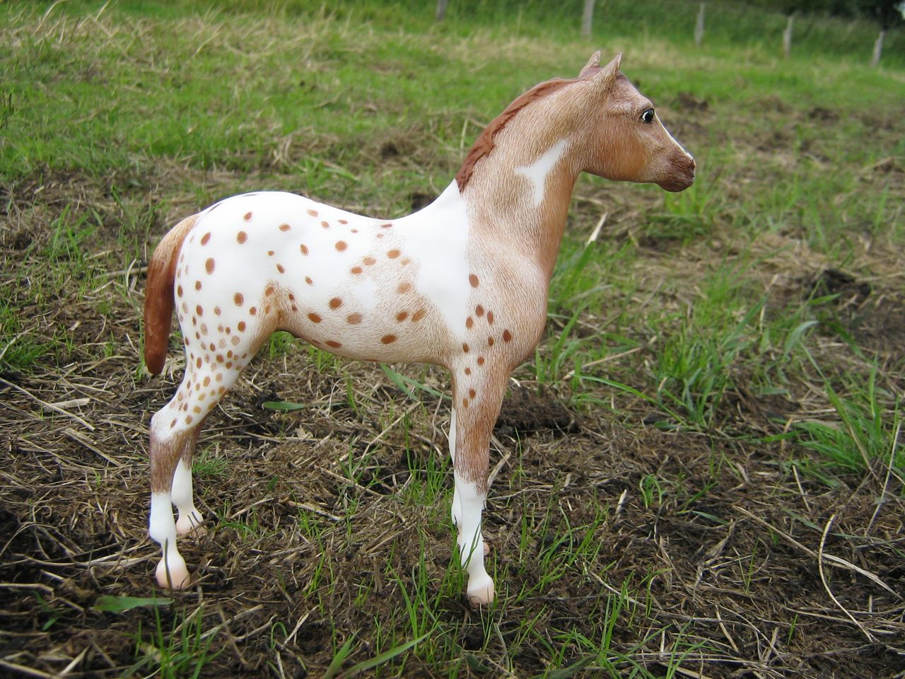 Stock Horse Foal (3)