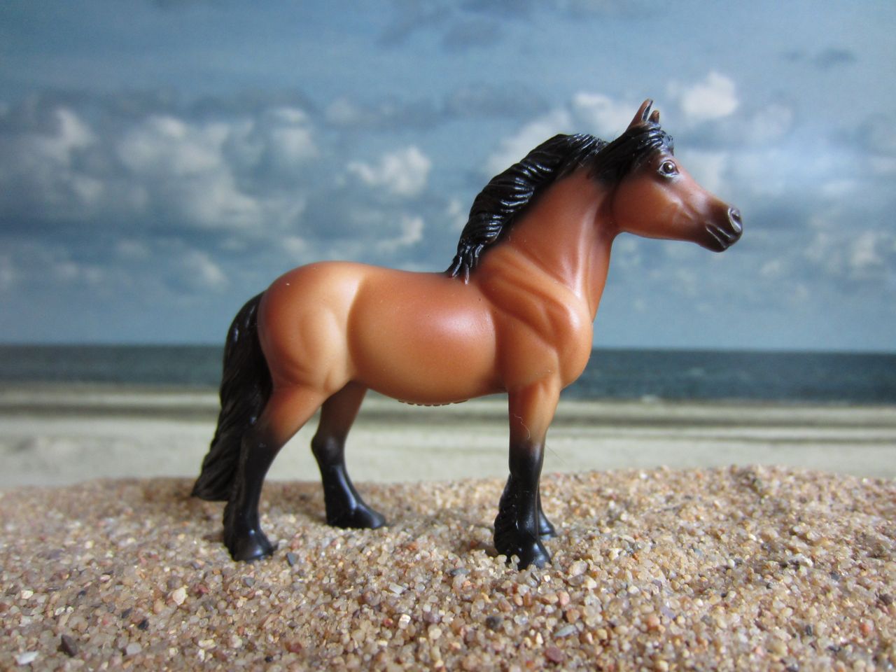 Pony braun 1