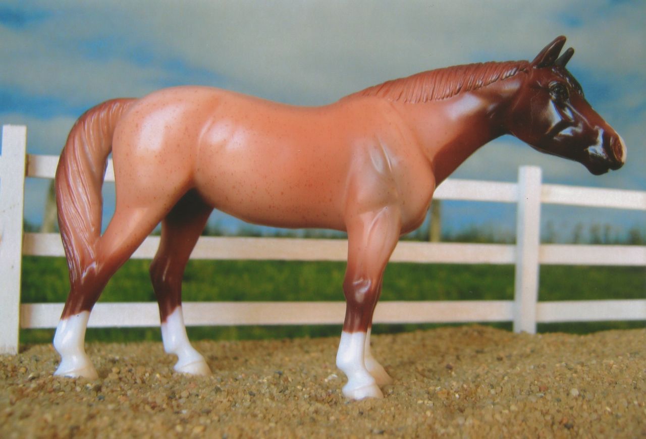 QH
                      red roan 1