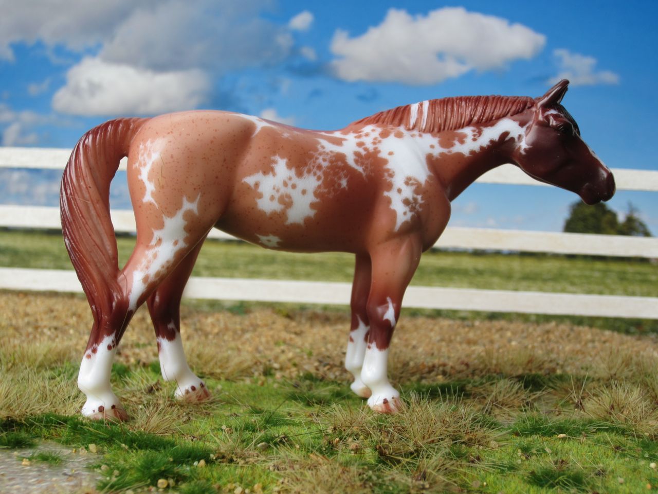QH
                      red roan 2