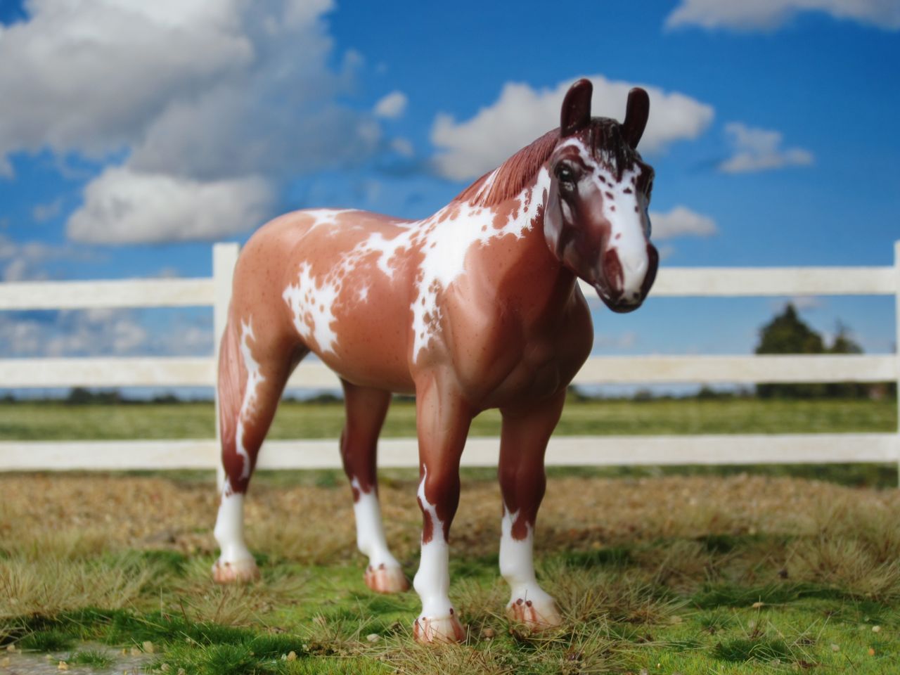 QH
                      red roan 4
