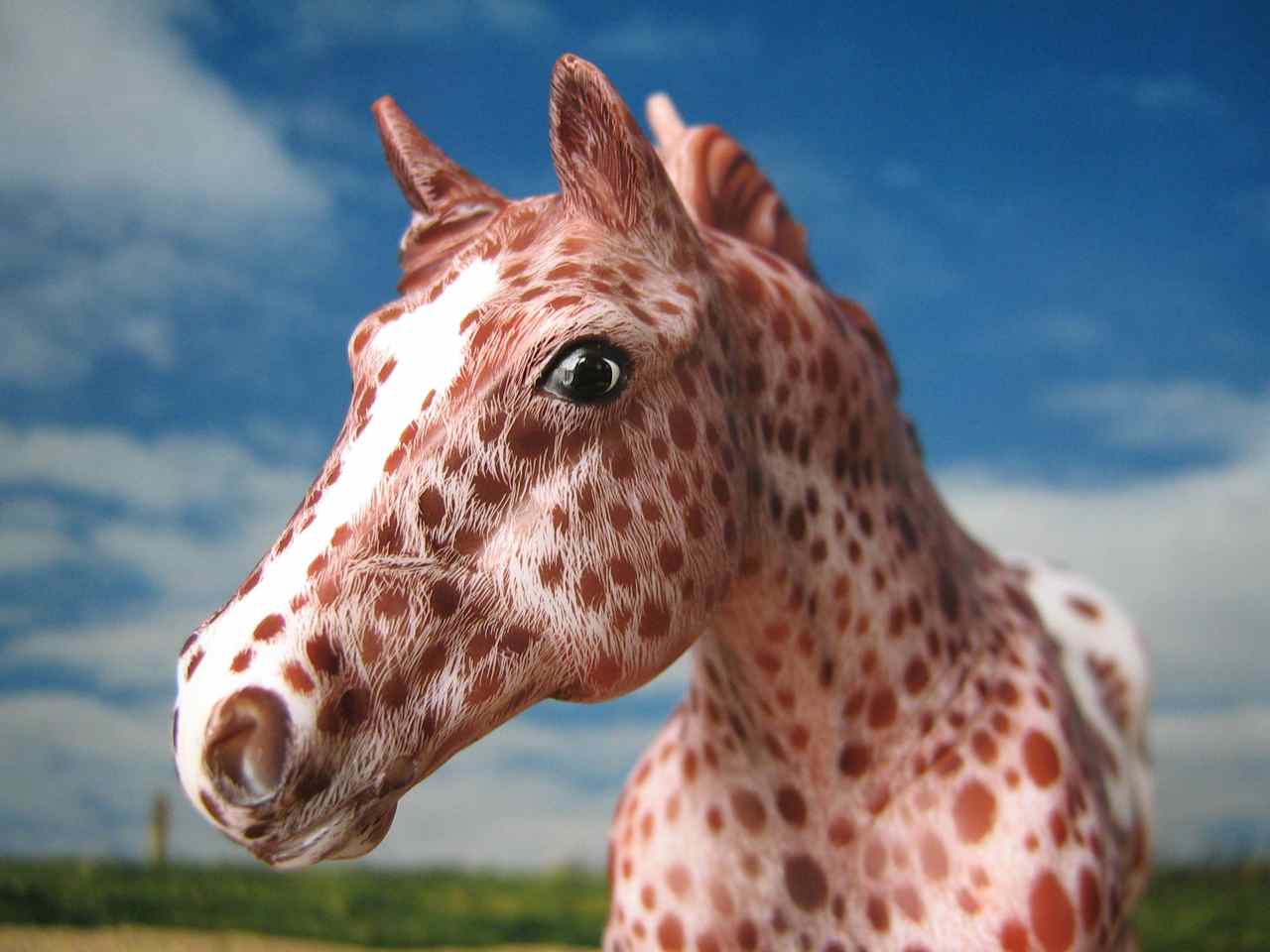 Classic QH Portrait (2)