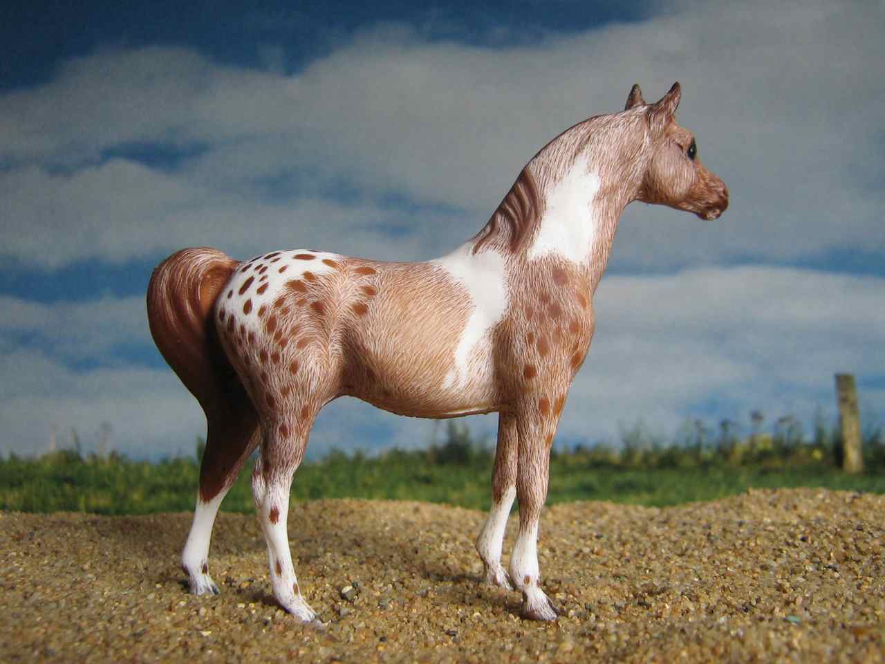 SM
                    Araber (1)