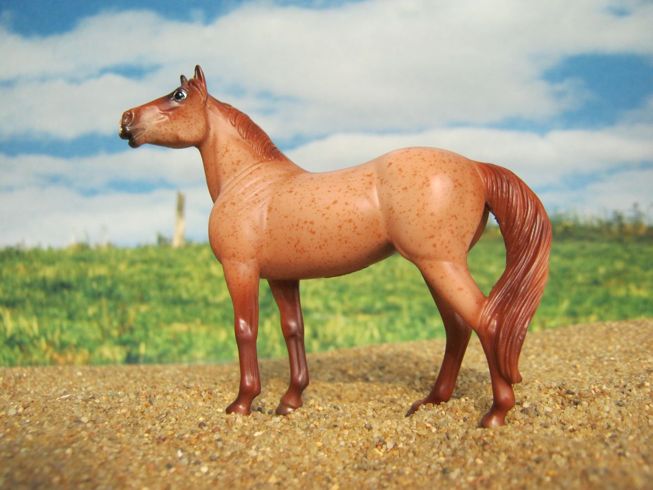 SH red roan 1