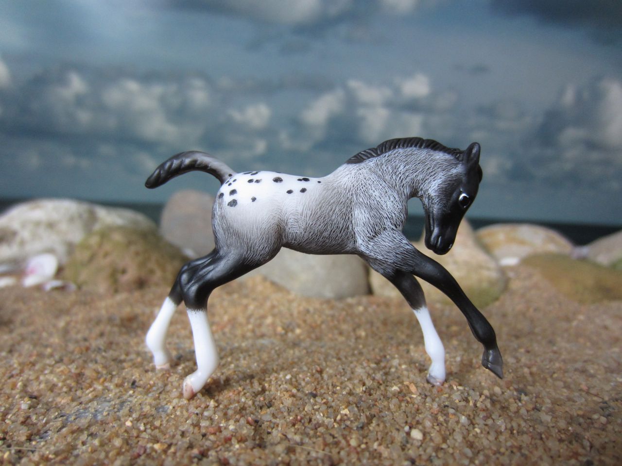 Appy
                      Fohlen 2