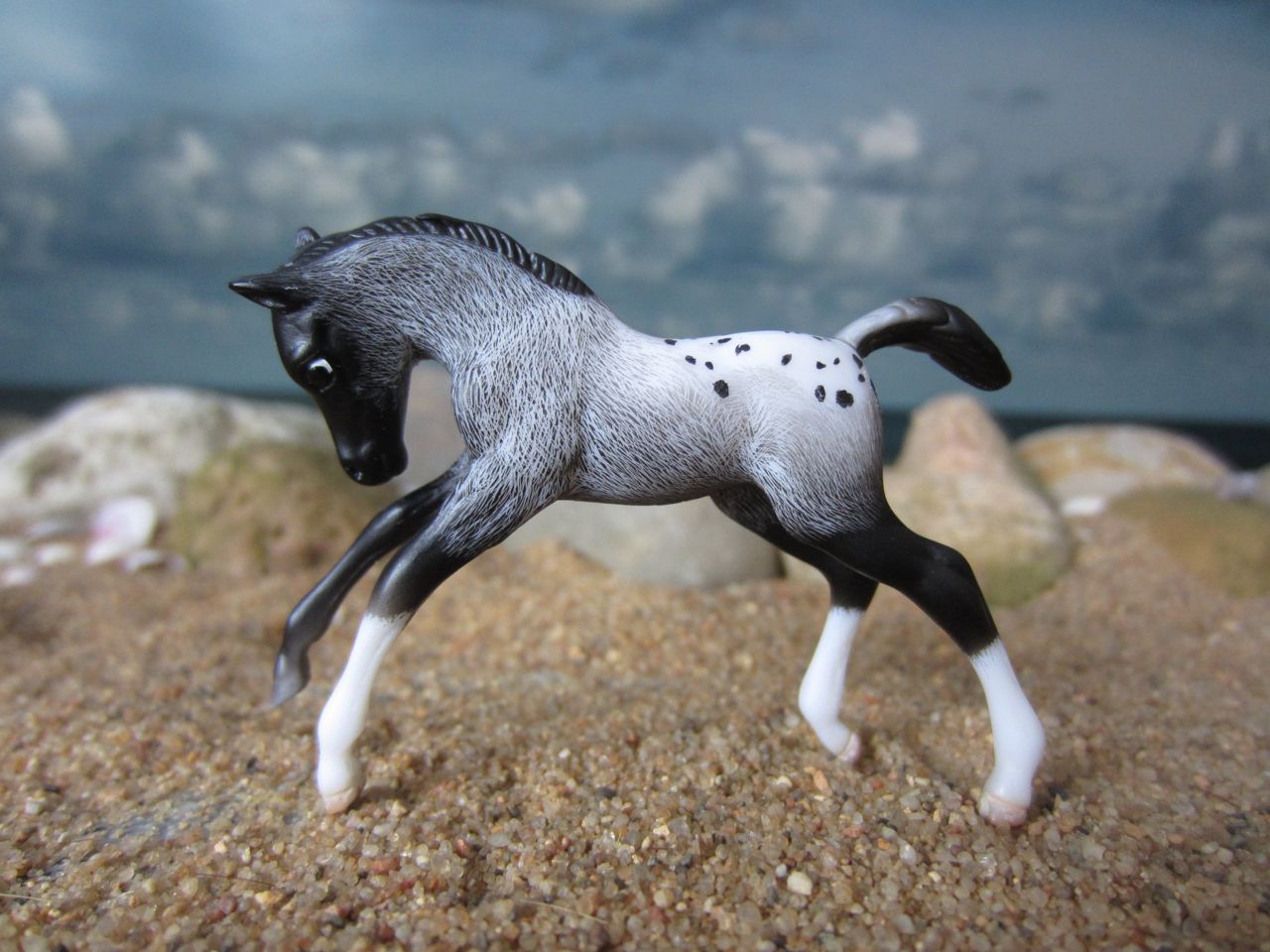 Appy
                      Fohlen 3