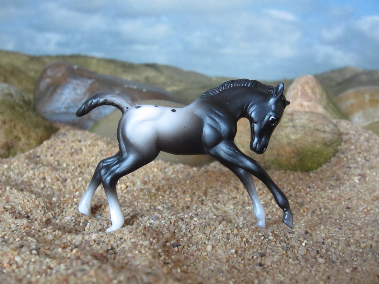 Appy
                      Fohlen 1