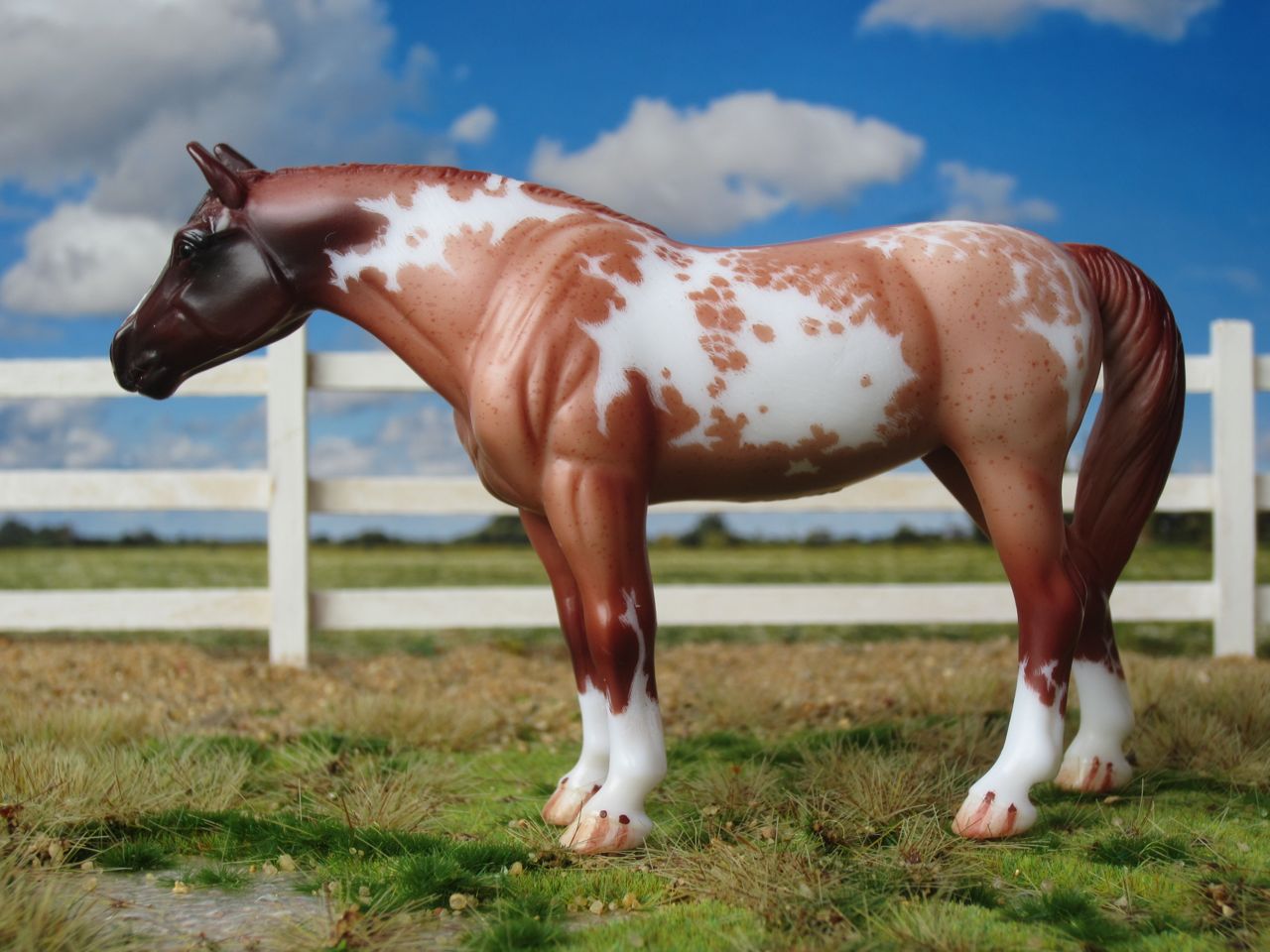 QH
                      red roan 3